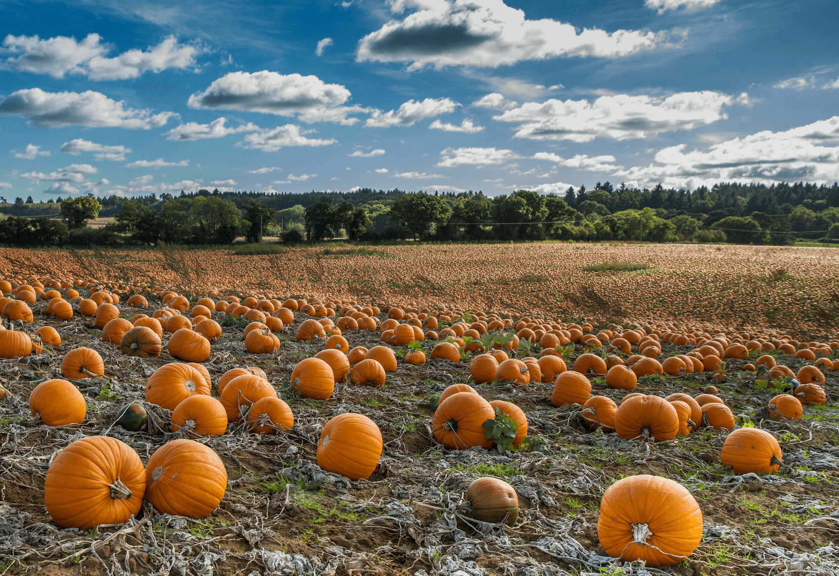 Fall Into Autumn With These Maryland Pumpkin Patches